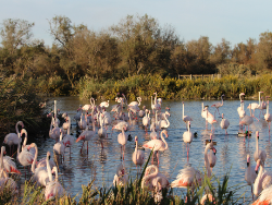 Pink flamingos camargue, bird watching